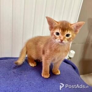abyssinian kittens | PostAds PH