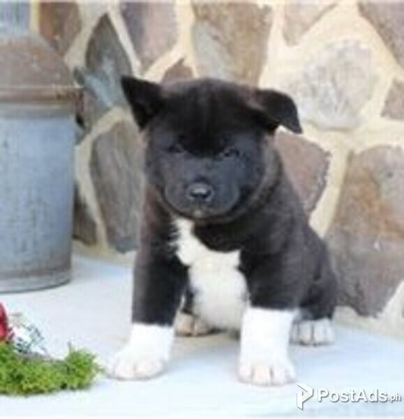 akita puppies