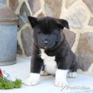 akita puppies | PostAds PH