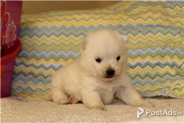 alaskan klee puppies