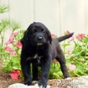 Australian retriever puppies | PostAds PH