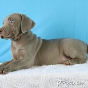 weimeraner puppies available | PostAds PH