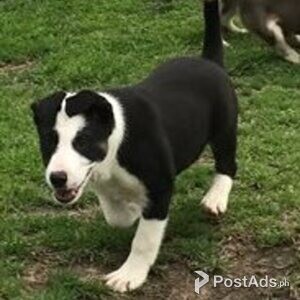 bearded collie | PostAds PH
