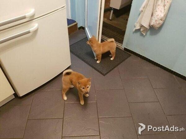 Adorable Shiba Inu Puppies