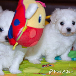 K.C. Registered Maltese Girl's | PostAds PH