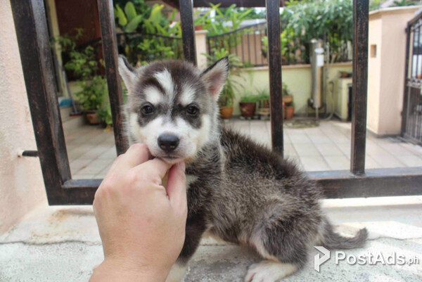 Siberian Husky Puppies