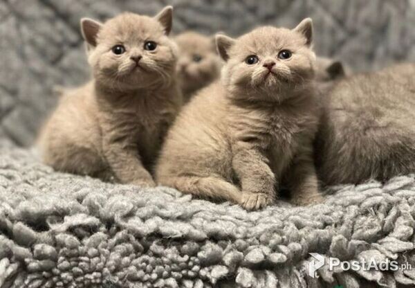 male and female british shorthair kittens