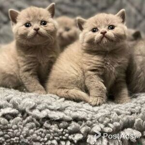 male and female british shorthair kittens | PostAds PH