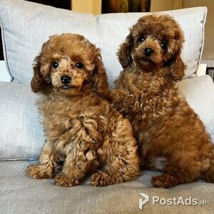 Dark Apricot Toy Poodle puppies | PostAds PH