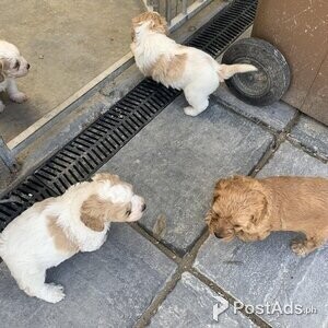 Cockerpoo puppies playfull healthy | PostAds PH