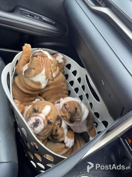 British bulldog puppies for sale
