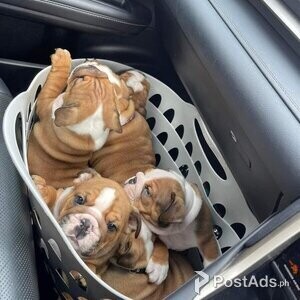 British bulldog puppies for sale | PostAds PH