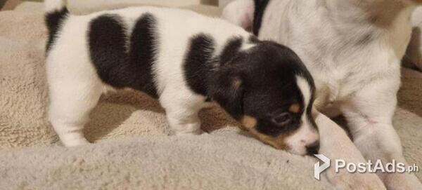 Jack Russell puppies