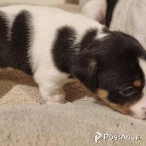 Jack Russell puppies | PostAds PH