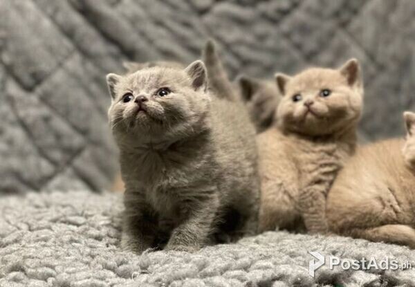 precious british shorthair kittens