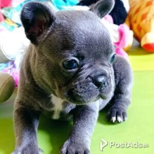 French Bulldog pups | PostAds PH