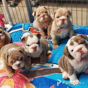 English Bull pups | PostAds PH