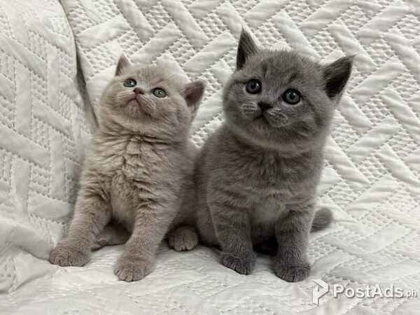 British shorthair kittens for sale 