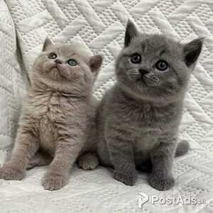 British shorthair kittens for sale | PostAds PH
