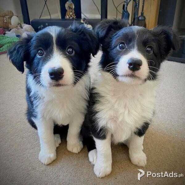Border Collie pups For Adoption