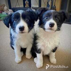 Border Collie pups For Adoption | PostAds PH