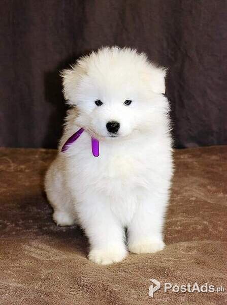 Samoyed puppies For Sale