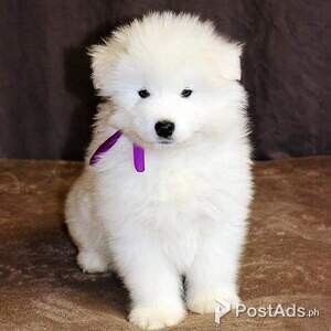 Samoyed puppies For Sale | PostAds PH