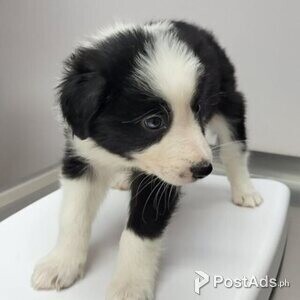 border collie pup | PostAds PH