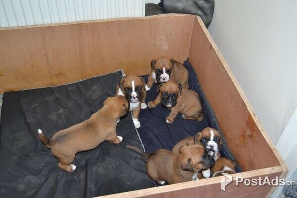 Vaccinated Boxer Puppies
