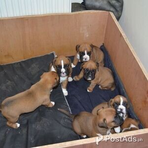 Vaccinated Boxer Puppies | PostAds PH