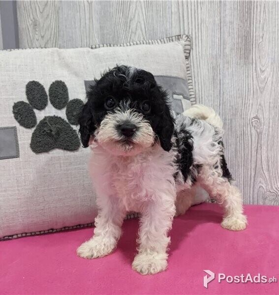F1 cavapoo puppies