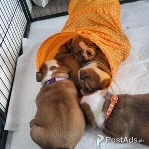 English bulldog puppies | PostAds PH