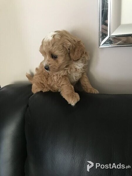 Beautiful Maltipoo Puppies