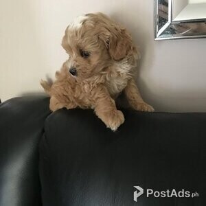 Beautiful Maltipoo Puppies | PostAds PH