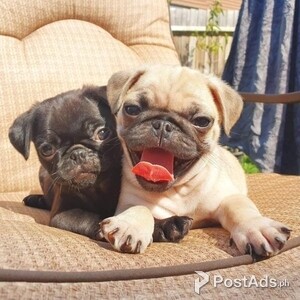 Pug puppies | PostAds PH