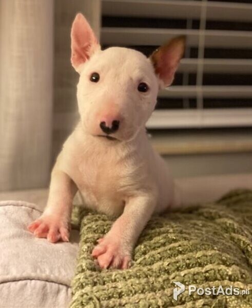 Staffordshire Bull Terrier Puppies