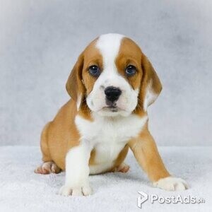 Beabull (bulldog cross beagle) | PostAds PH