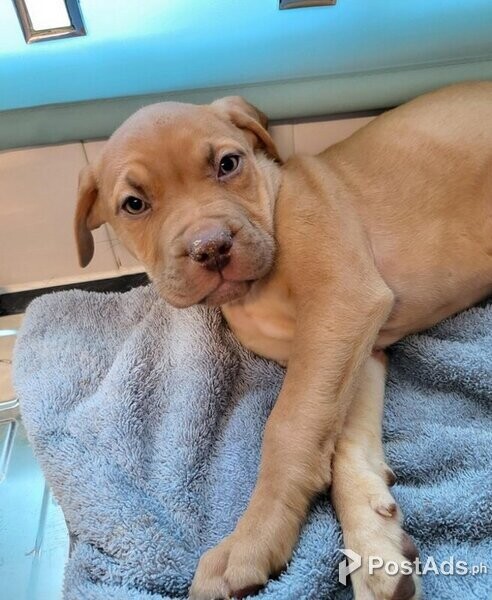 Boerboel puppies