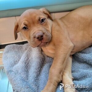Boerboel puppies | PostAds PH