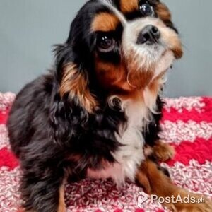Cavalier King Charles Spaniel Puppy | PostAds PH