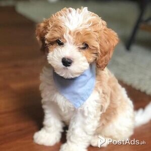 cavapoo puppies | PostAds PH