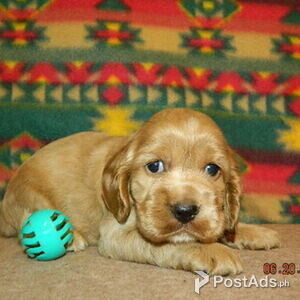 Beautiful Show Type Cocker Spaniels | PostAds PH