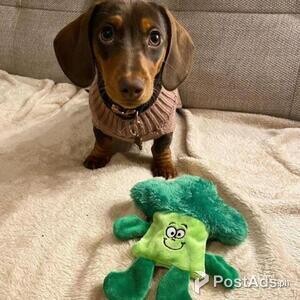 Healthy And Playful Dalmatian Puppies | PostAds PH