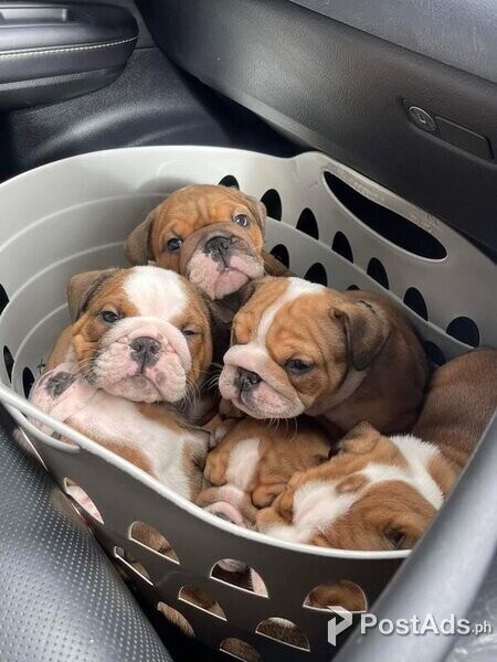 Gorgeous English bulldog puppies