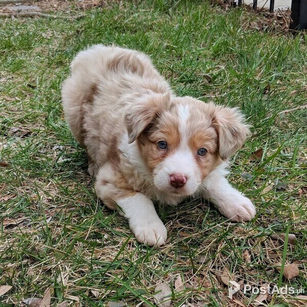 Australian Shepherd puppies