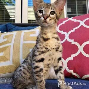 savannah kittens for re-homing | PostAds PH