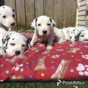 Healthy Dalmatian puppies now ready for a new home | PostAds PH