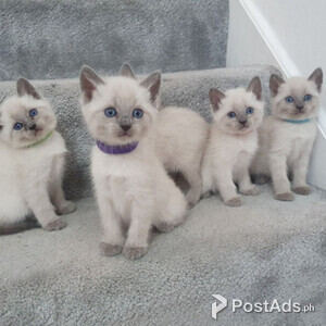 Siamese Kittens Ready | PostAds PH