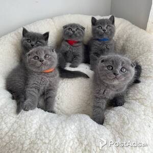 Scottish Fold Kittens for sale | PostAds PH