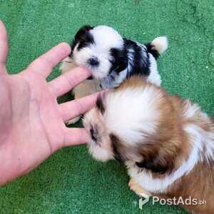 Shih Tzu Puppies for Sale | PostAds PH